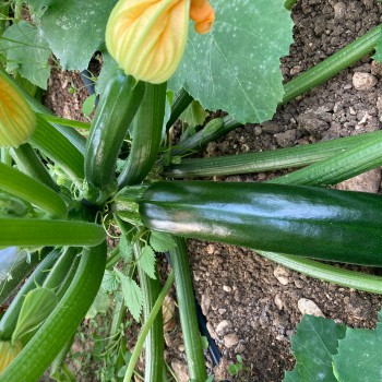 Courgettes 22