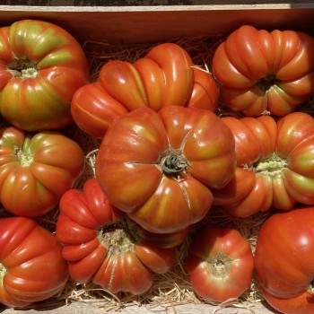 Tomates Anciennes AB